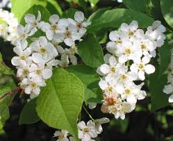 7 Medicinal Health Benefits Of Prunus padus (Bird Cherry)