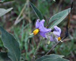 16 Medicinal Health Benefits Of Solanum campylacanthum (Campylacanthum Nightshade)