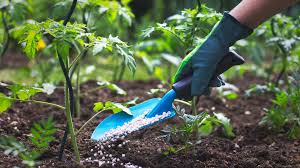 How to Fertilize Your Plants