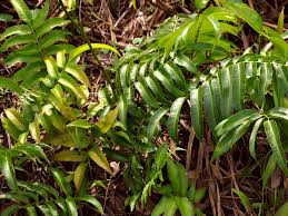 Stenochlaena palustris Medicinal Plant