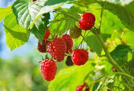 9 Medicinal Health Benefits of Red Raspberry Leaf (Rubus idaeus)