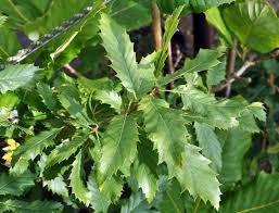 15 Medicinal Health Benefits Of Quercus libani (Lebanese Oak)