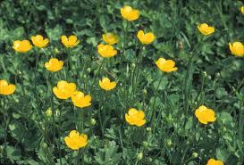 15 Medicinal Health Benefits Of Ranunculus acris (Meadow Buttercup)