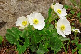 16 Medicinal Health Benefits Of Ranunculus glacialis (Glacier Buttercup)