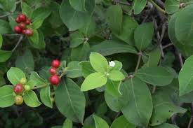 16 Medicinal Health Benefits Of Rauvolfia tetraphylla (Indian Snakeroot)