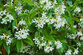 10 Medicinal Health Benefits Of Trachelospermum jasminoides (Confederate Jasmine)