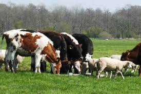 How to Manage Livestock Waste