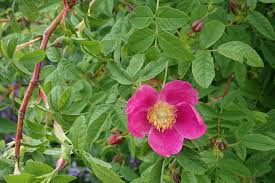 14 Medicinal Health Benefits Of Rosa majalis (Cinnamon Rose)