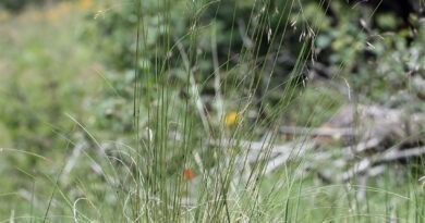 How To Grow, Use and Care For Thurber's Fescue Grass (Festuca Thurberi)