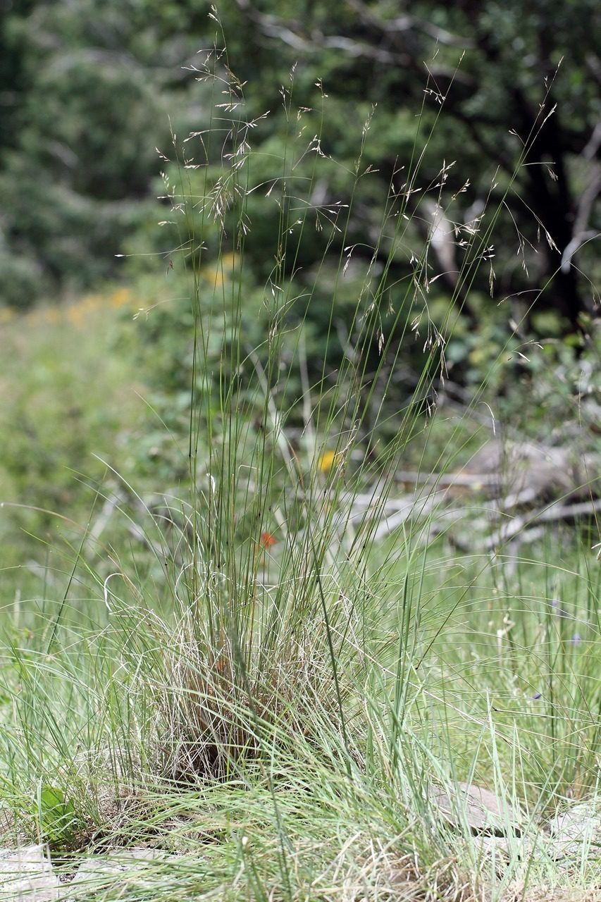 How To Grow, Use and Care For Thurber's Fescue Grass (Festuca Thurberi)