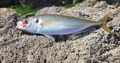 How to Farm and Care For Cape Horse Mackerel Fish (Trachurus capensis)