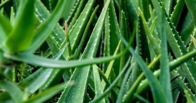 Aloe Vera Teeth: Economic Importance, Uses, and by-Products