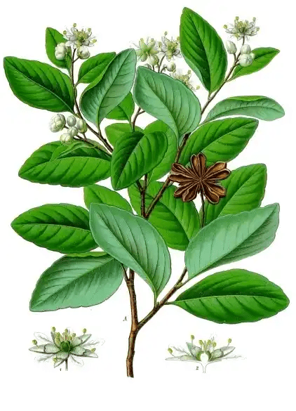 15 Medicinal Health Benefits Of Quillaja saponaria (Soapbark Tree) 15 Medicinal Health Benefits Of Quillaja saponaria (Soapbark Tree)