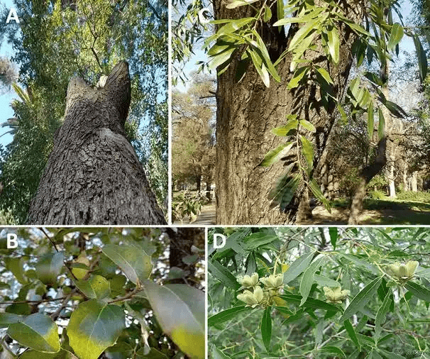 15 Medicinal Health Benefits Of Quillaja saponaria (Soapbark Tree) 15 Medicinal Health Benefits Of Quillaja saponaria (Soapbark Tree)
