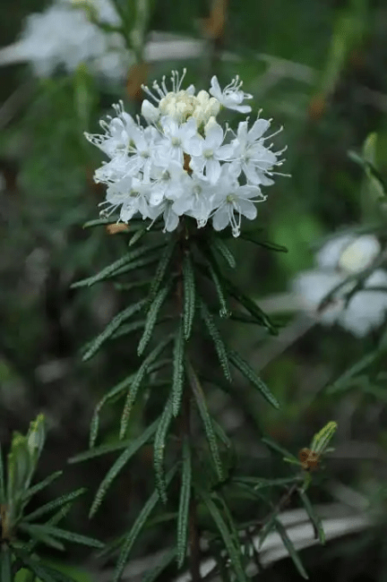 15 Medicinal Health Benefits Of Rhododendron tomentosum (Lapland Rosebay) 15 Medicinal Health Benefits Of Rhododendron tomentosum (Lapland Rosebay)