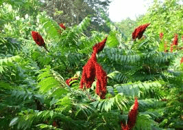 15 Medicinal Health Benefits of Rhus glabra (Smooth Sumac)