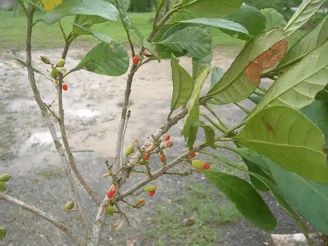 14 Medicinal Health Benefits of Richeria grandis (West Indian cherry)