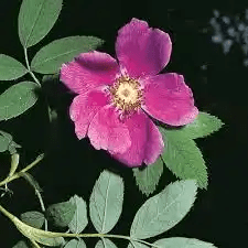 14 Medicinal Health Benefits Of Rosa majalis (Cinnamon Rose) 14 Medicinal Health Benefits Of Rosa majalis (Cinnamon Rose)
