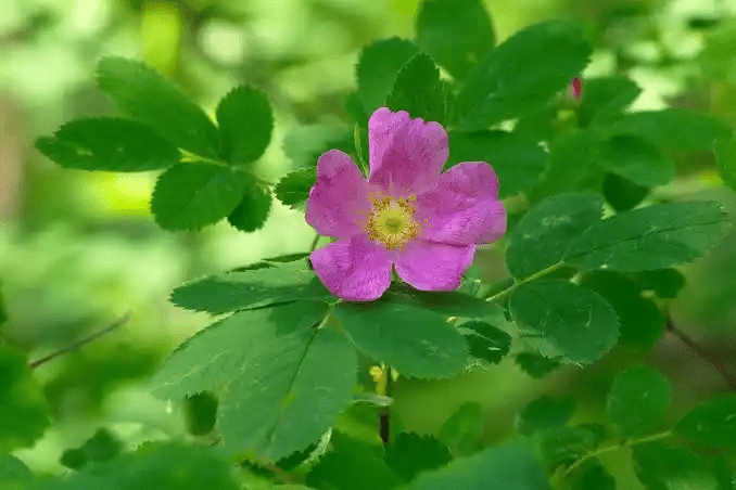 14 Medicinal Health Benefits Of Rosa majalis (Cinnamon Rose) 14 Medicinal Health Benefits Of Rosa majalis (Cinnamon Rose)