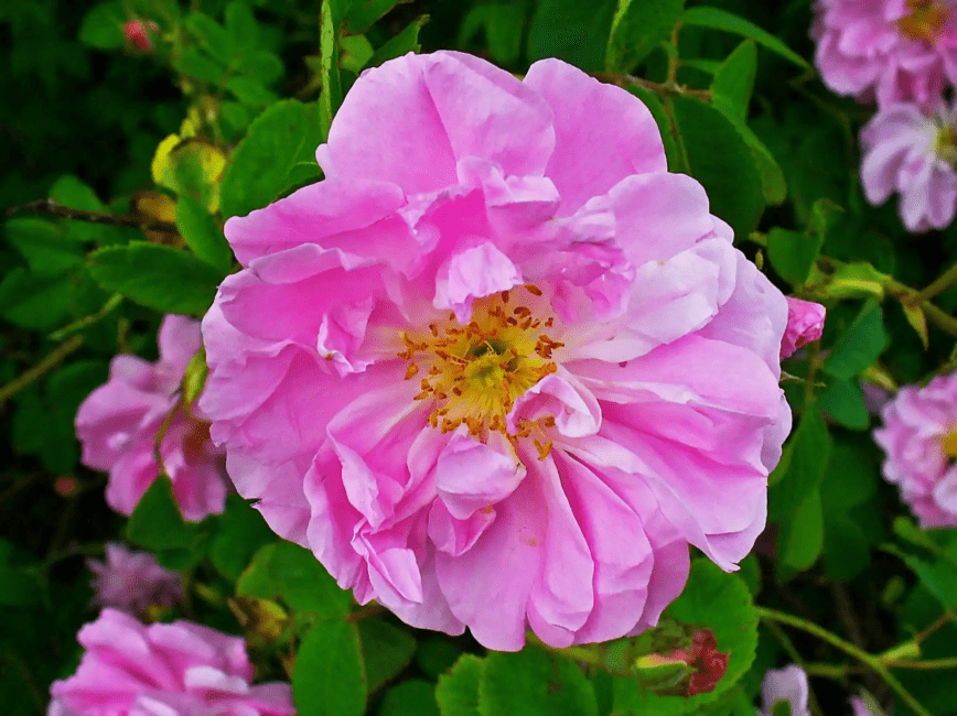 14 Medicinal Health Benefits Of Rosa × damascena (Damask Rose)