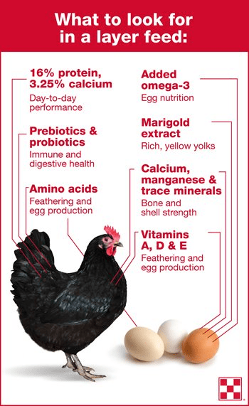 Ideal Poultry Feeding Troughs You Need