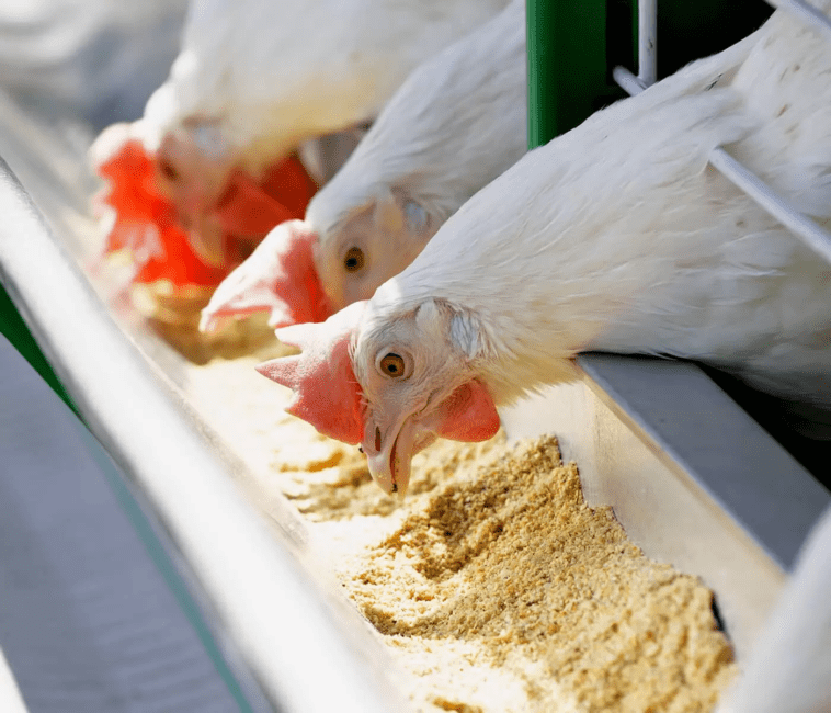 Ideal Poultry Feeding Troughs You Need