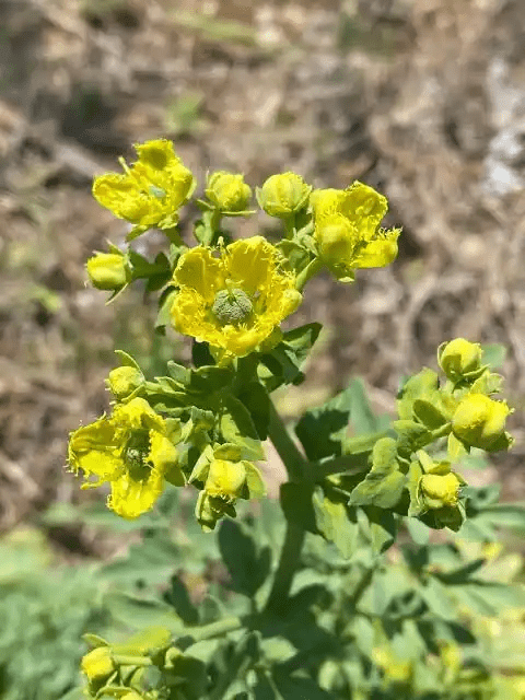 16 Medicinal Health Benefits Of Ruta chalepensis (Fringed Rue)