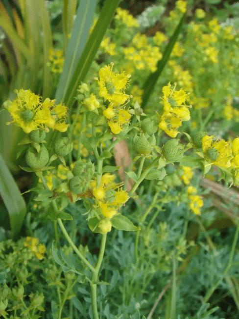 16 Medicinal Health Benefits Of Ruta chalepensis (Fringed Rue)