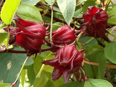 17 Medicinal Health Benefits of Roselle Plant (Hibiscus sabdariffa)