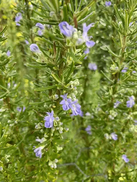 16 Medicinal Health Benefits Of Rosmarinus (Rosemary)