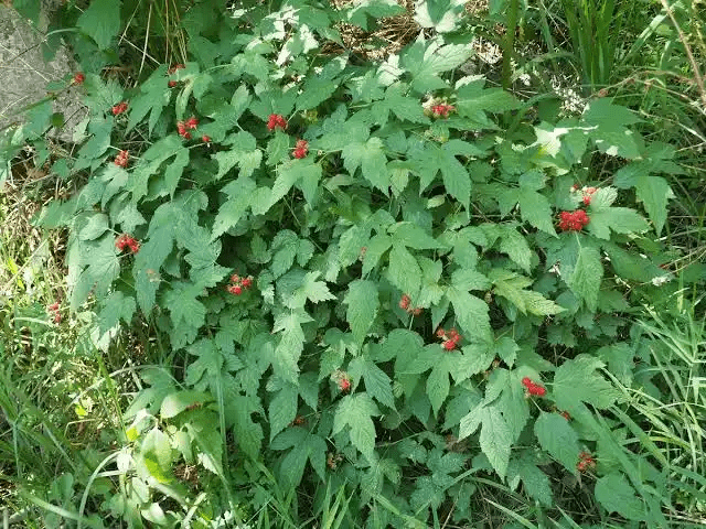 16 Medicinal Health Benefits Of Rubus crataegifolius (Korean Raspberry)