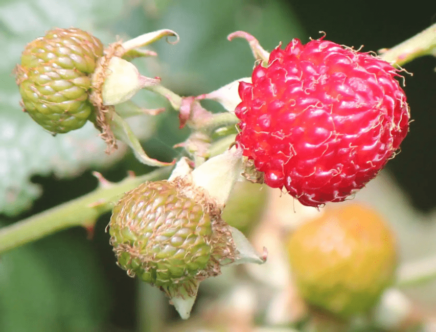 16 Medicinal Health Benefits Of Rubus crataegifolius (Korean Raspberry)
