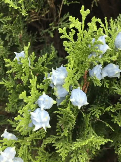 17 Medicinal Health Benefits of Platycladus orientalis (Oriental Arborvitae)