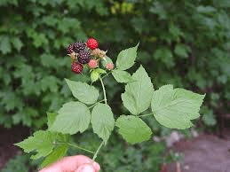 16 Medicinal Health Benefits Of Rubus occidentalis (Black Raspberry)
