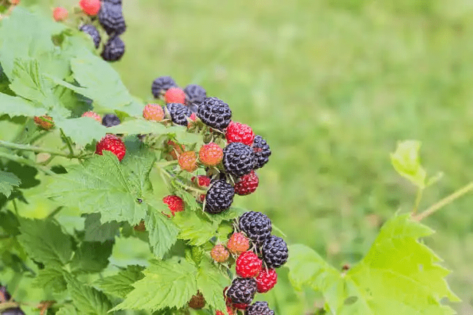 16 Medicinal Health Benefits Of Rubus occidentalis (Black Raspberry)