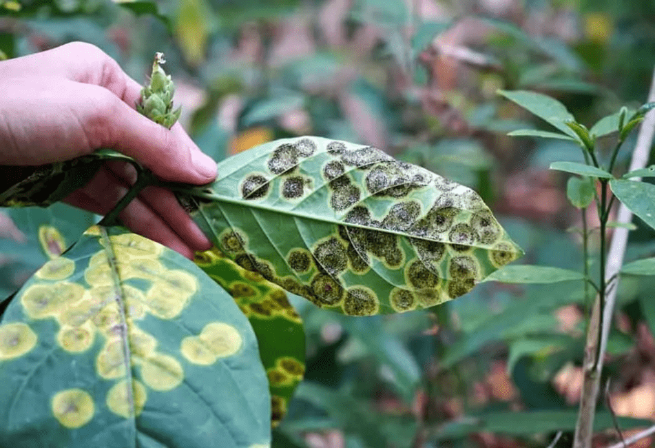 Plant Diseases Caused by Living Agents (Biotic, Parasitic, or Infectious)