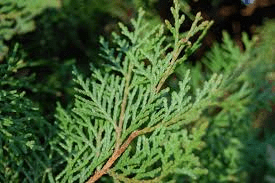 17 Medicinal Health Benefits of Platycladus orientalis (Oriental Arborvitae)