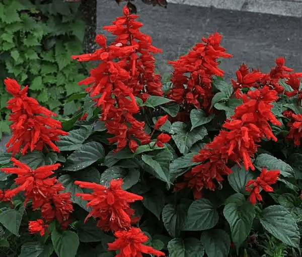 17 Medicinal Health Benefits Of Salvia splendens (Scarlet Sage) 17 Medicinal Health Benefits Of Salvia splendens (Scarlet Sage)