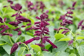 17 Medicinal Health Benefits Of Salvia splendens (Scarlet Sage) 17 Medicinal Health Benefits Of Salvia splendens (Scarlet Sage)