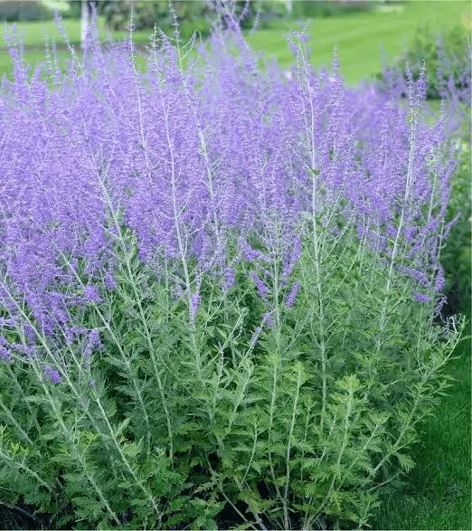 15 Medicinal Health Benefits of Salvia yangii (Russian Sage ...