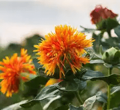 17 Medicinal Health Benefits Of Safflower (Carthamus tinctorius) 17 Medicinal Health Benefits Of Safflower (Carthamus tinctorius)