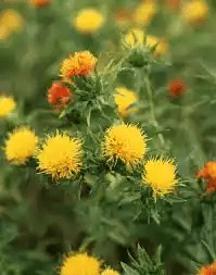 17 Medicinal Health Benefits Of Safflower (Carthamus tinctorius) 17 Medicinal Health Benefits Of Safflower (Carthamus tinctorius)