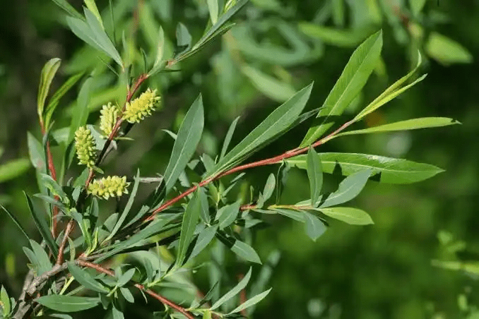 18 Medicinal Health Benefits Of Salix purpurea (Purple Willow)