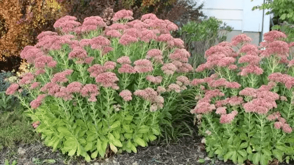 16 Medicinal Health Benefits of Sedum (Stonecrop)