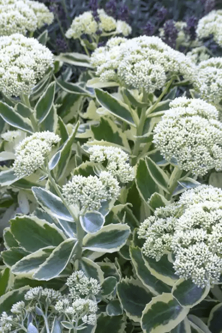 16 Medicinal Health Benefits of Sedum (Stonecrop)