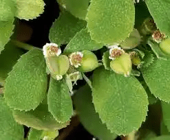 17 Medicinal Health Benefits Of Euphorbia serpyllifolia (Thyme-Leaved Spurge)