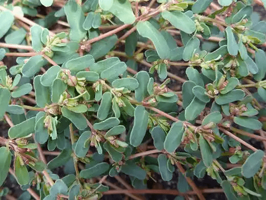 17 Medicinal Health Benefits Of Euphorbia serpyllifolia (Thyme-Leaved Spurge)