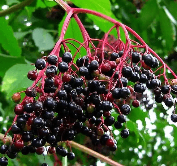 18 Medicinal Health Benefits Of Sambucus nigra (Black Elderberry)