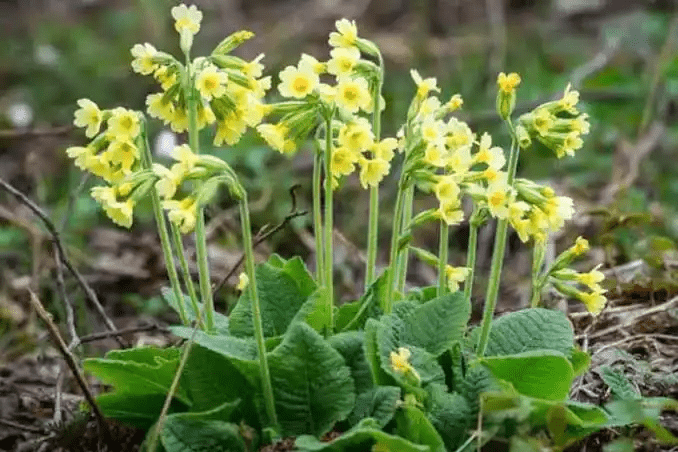 18 Medicinal Health Benefits of Primula elatior (Oxlip)