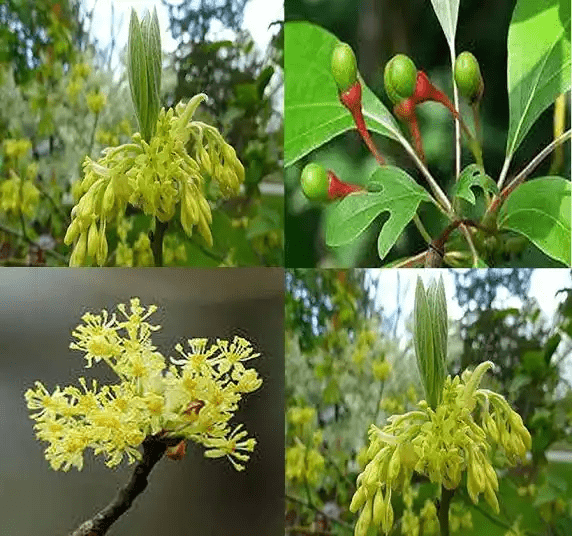 16 Medicinal Health Benefits Of Sassafras Albidum Common Sassafras Agric4profits